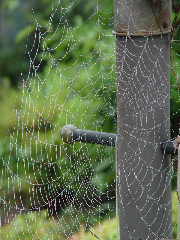 Web
