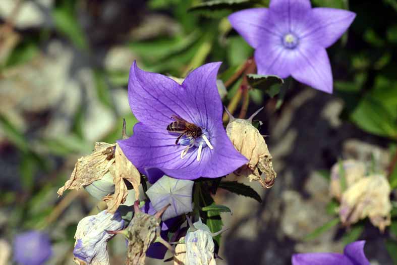 btu220704d campanula 1mo.jpg