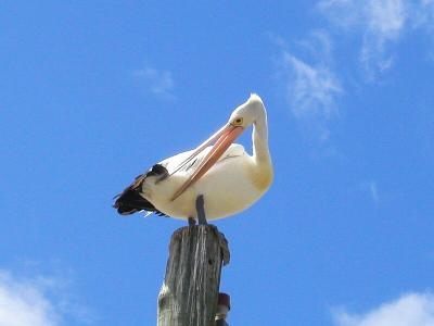 PelicanItch.jpg