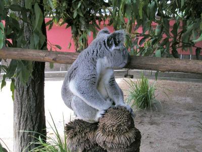 Koala 4.jpg