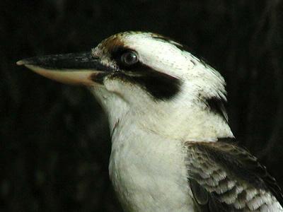 Kookaburra in blackcrop.jpg