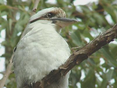Kookaburra in tree6crop.jpg