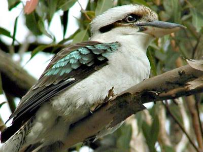 Kookaburra in tree8 copy.jpg