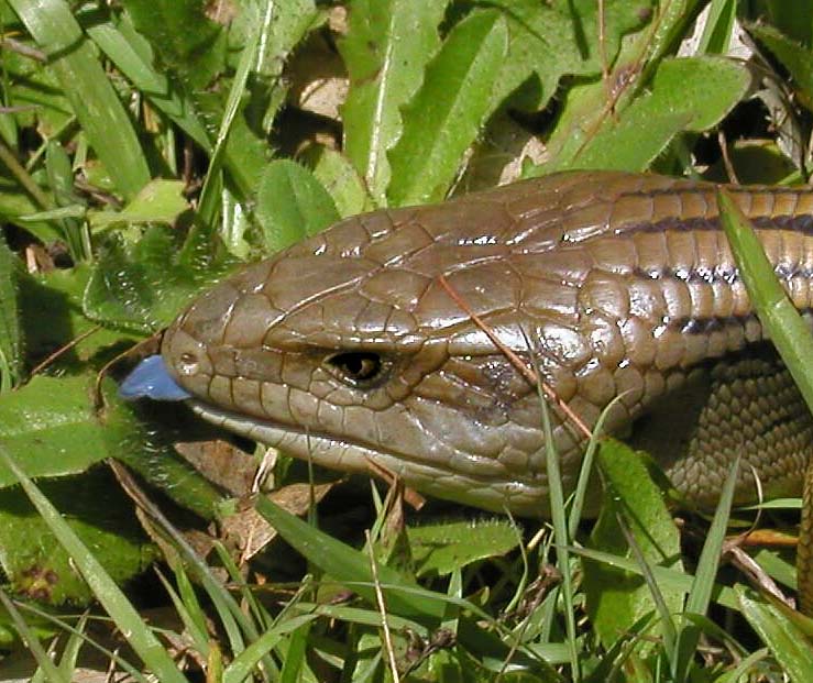 B Tongue 5 copy.jpg
