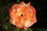Rose samon orange, Gorgeous flower, 192