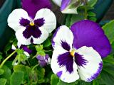 purple pansy.jpg