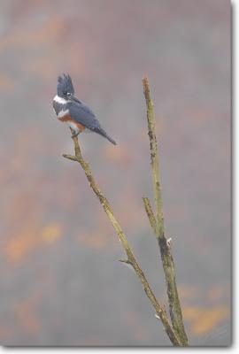 Belted Kingfisher