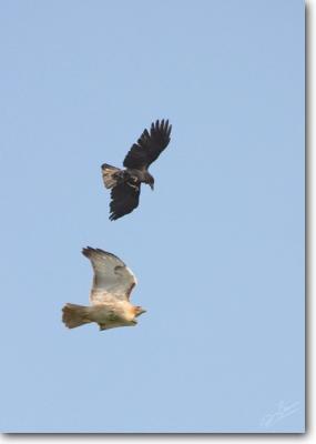 Crow vs. Red-Tailed Hawk