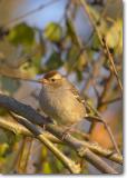 <!-- CRW_4304.jpg -->White-Crowned Sparrow