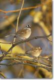 <!-- CRW_4307.jpg -->White-Crowned Sparrows