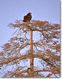 <!-- CRW_1270.jpg -->Turkey Vulture