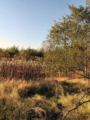 ballerup_natur