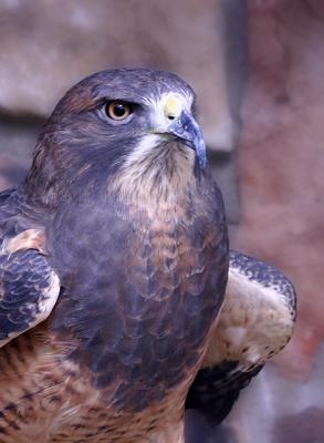 Red Tail Hawk
I often see wild hawks all over Colorado (in the city, out in the country, everywhere...).  I have been unable to get a good shot of one in the wild, so I resorted to the Cheyenne Mountain Zoo.  They have several birds of prey, but this was my favorite 'bird' shot today.