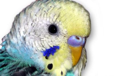 This is Tiki our pet parakeet.  I airbrushed white over the distracting background...
