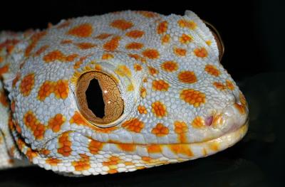 Tokay Gecko
This is Jack, our resident reptile.  I didn't feel like taking any shots today, but I got the camera out anyway.  Jack was sitting there in an accessible spot in his environment.  Seemed like a good subject on an unmotivated day...