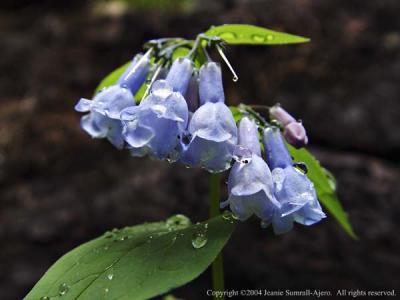 Mountain Blue Bells (aka Chiming Bells)