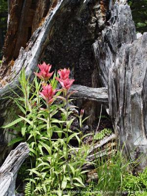 Paintbrush nestled in old stump