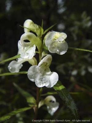 Sickletop Lousewort