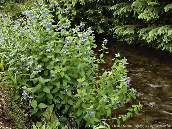 Mountain Blue Bells along Michigan Ditch