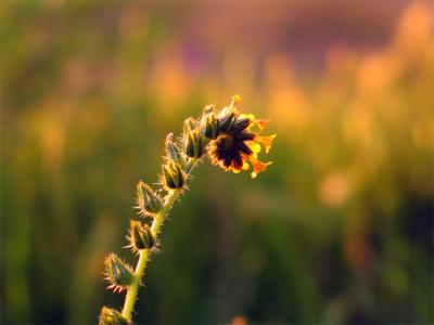 Backlit fiddleneck