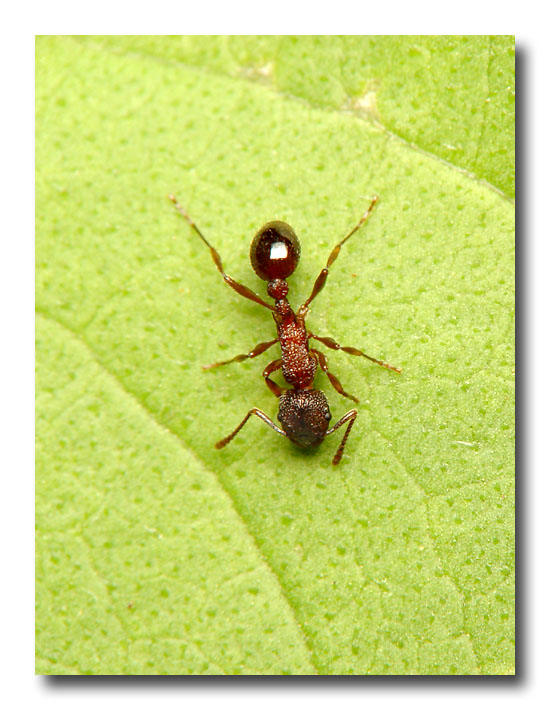 Ant