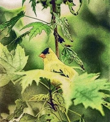 Lisas Yellow Bird