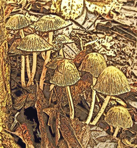 Mshrooms - Woodcut