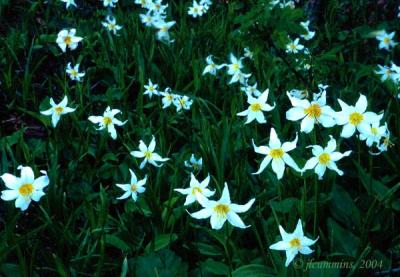 Avalanche or white glacier lily, Erythronium montanum