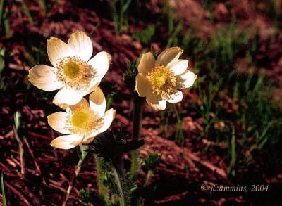 anemone, Anemone sp.