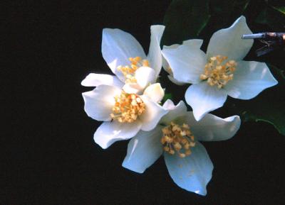 mock orange, , Philadelphus lewisii