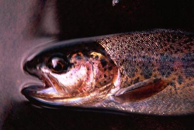 Nile Creek rainbow trout