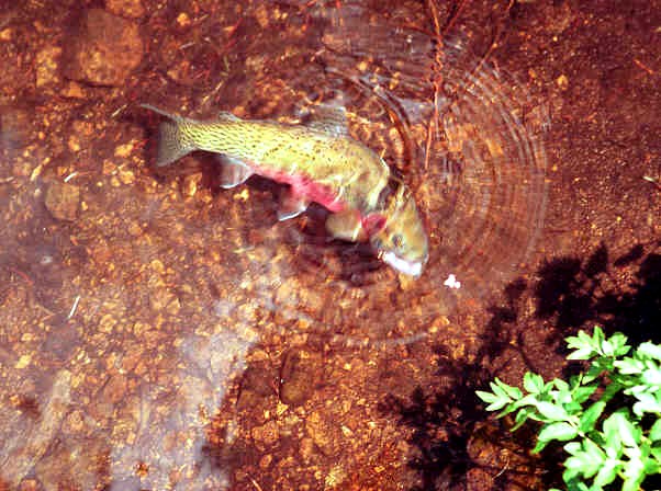 westslope cutthroat trout