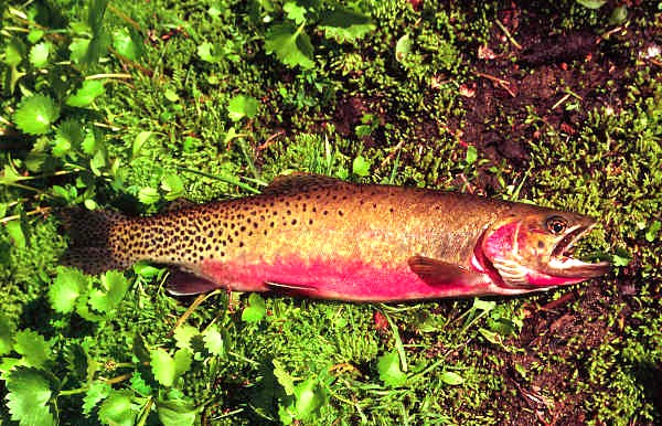 westslope cutthroat trout, male