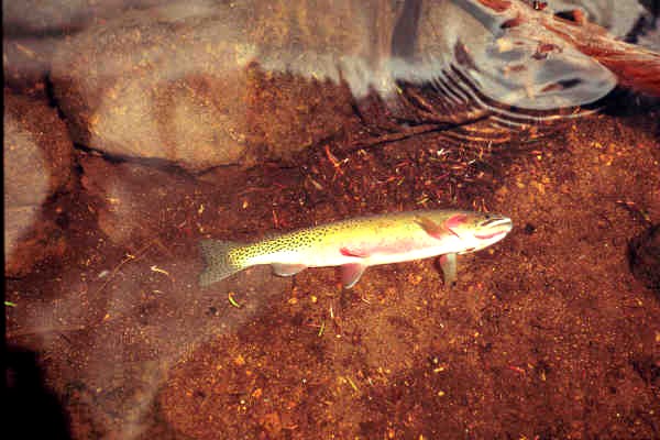 westslope cutthroat trout