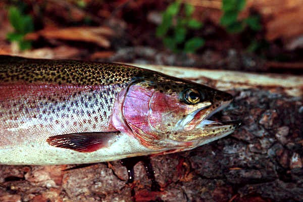 rainbow trout