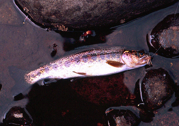 Nile Creek rainbow trout