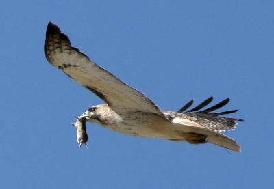 100 % crop of hawk in flight