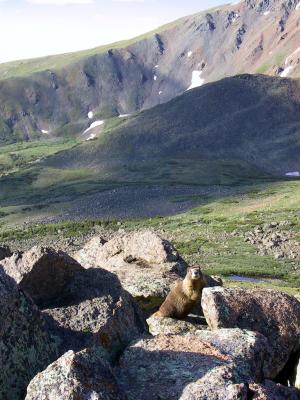 Mr. Marmot