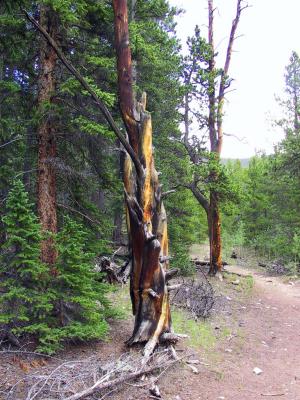 Old Fart Pine