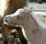 Miniature Horse