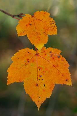 Golden Leaves