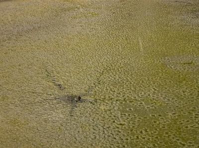 Water lily under snow