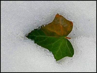 The leaf  in the snow