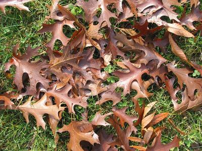 Brown and Green