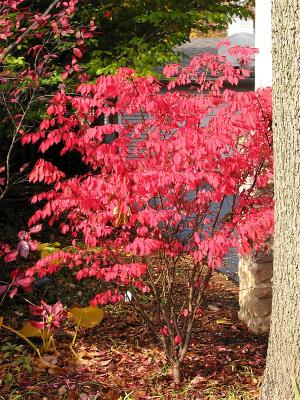Burning Bush