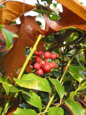 Holly