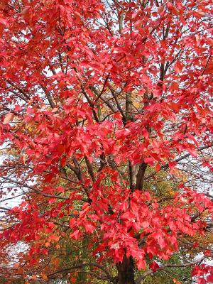 Red Tree 2