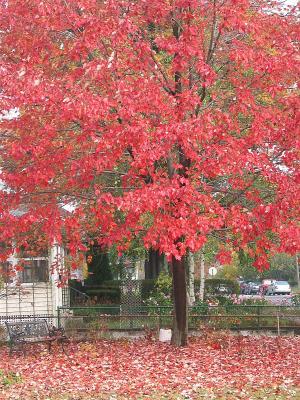 Red Tree