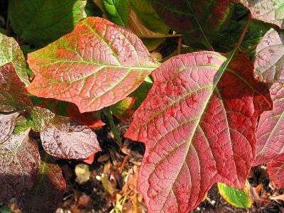Red and Green 3