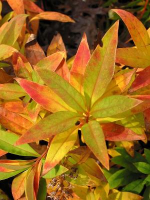Red and Yellow